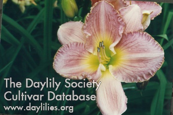 Daylily Full Grown